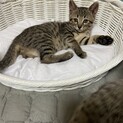 天然可愛いキジトラのれいちゃん