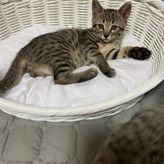 天然可愛いキジトラのれいちゃん