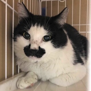 おっとりヒゲ男子のポアロ 