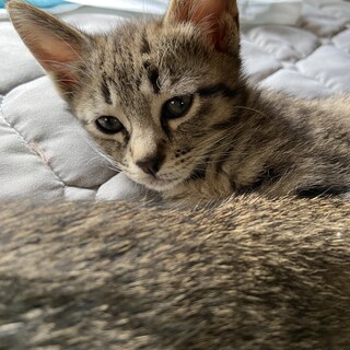 甘えん坊な天然キャラのぽぴーちゃん♀