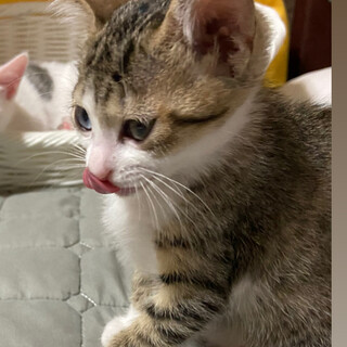 天然で可愛い過ぎる特攻隊長を担うりりーちゃん♀