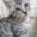 シルバータビー子猫♂