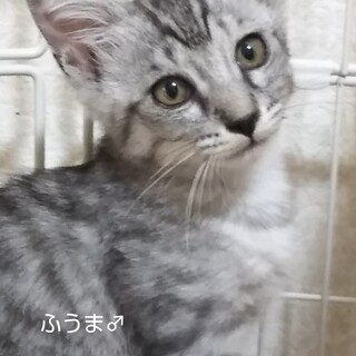 シルバータビー子猫♂