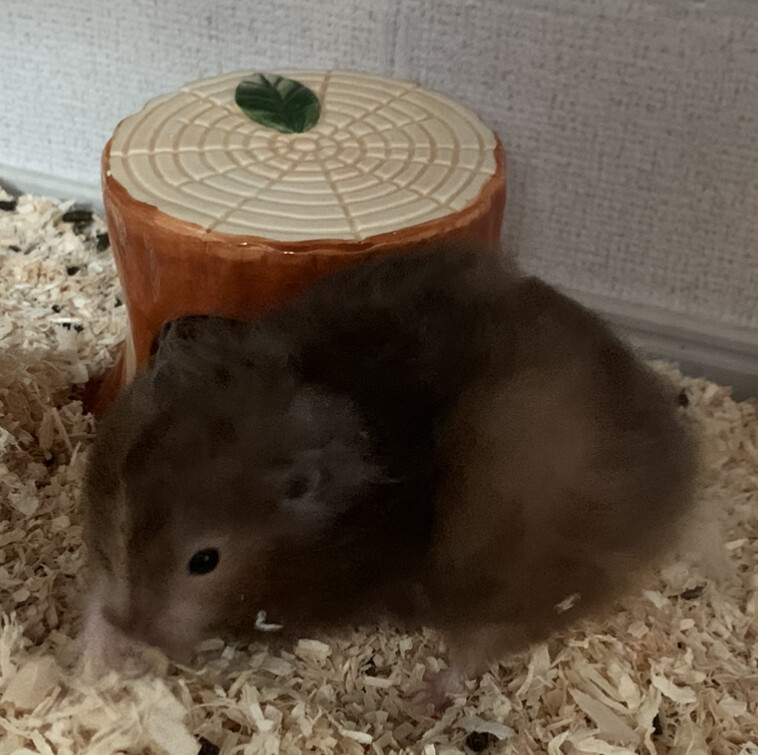 セーブル ロング♀8ヶ月 サムネイル2