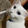 の写真