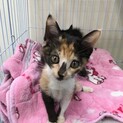 仔猫から育てたい方へ
