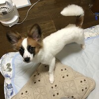アーロン