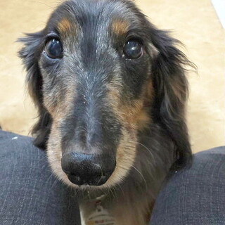 まだまだ元気、甘えん坊のおじいちゃん犬シー