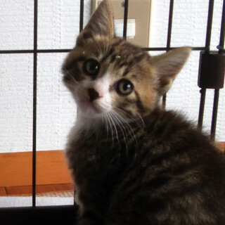 白靴下の子猫 ７月２日保護 