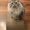 りんなおゆき