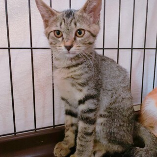 家族が出来ました♡キジトラ♂推定3ヶ月齢☆