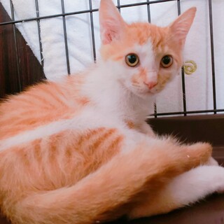 家族が出来ました♡茶白♂推定3ヶ月齢