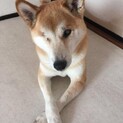 フィラリア陰性！柴犬のジュリアちゃん里親様募集中☆