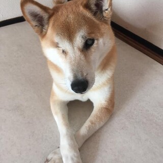 フィラリア陰性！柴犬のジュリアちゃん里親様募集中☆