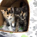 濃い目の柄が魅力的なサビとミケの姉妹猫