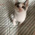 元気な三毛猫