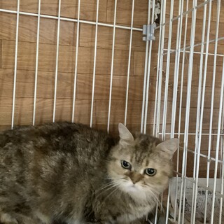 短足のマンチカン