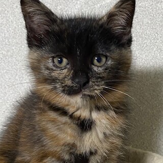 甘えん坊なサビの女の子お花ちゃん