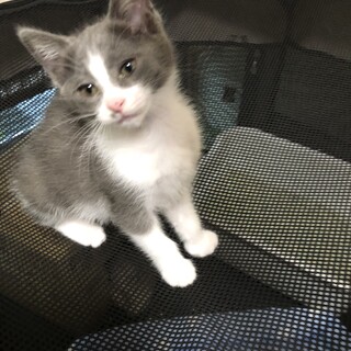 灰白のかわいい女の子（募集一時停止）