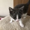 灰白のかわいい女の子（募集一時停止） サムネイル2