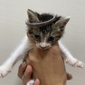 7匹の保護猫 里親募集 （残り2匹）