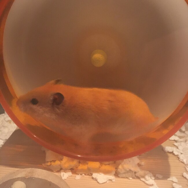 明日叶のカバー写真