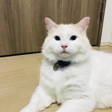 PET IDタグ付けてみたよ✨