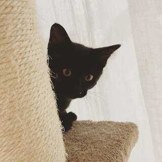 生後2ヶ月半の黒猫女の子♪