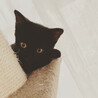 生後2ヶ月半の黒猫女の子♪ サムネイル2