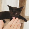 生後2ヶ月半の黒猫女の子♪ サムネイル5