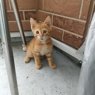 至急お願いします！