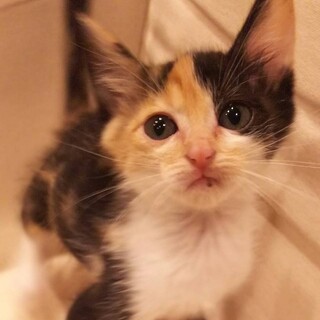 可愛い慣れた三毛ちゃん