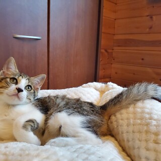 可愛いキジシロちゃん