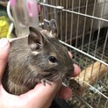 交渉中　デグー　　3月生まれ3匹です。