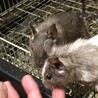 交渉中　デグー　　3月生まれ3匹です。 サムネイル2