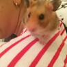 みゆいか