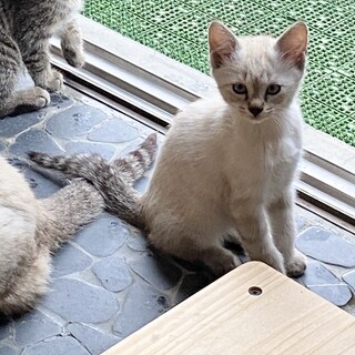 シャム系ミックス　生後約３ヵ月