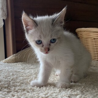 2ヶ月子猫、里親募集中。