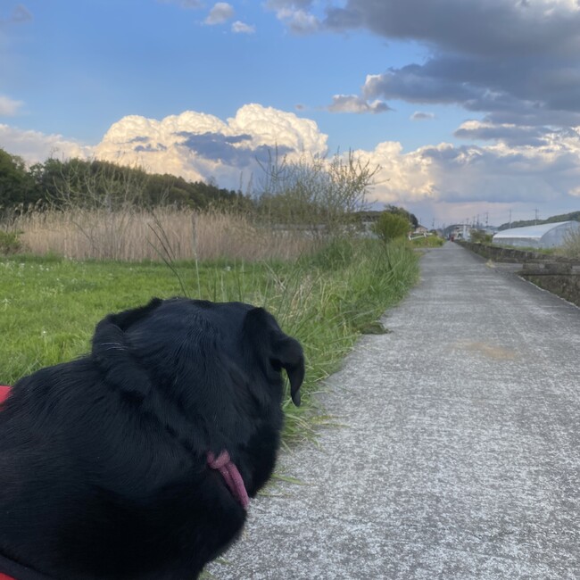 かんらのカバー写真