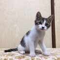 人にも猫にも物怖じしない男の子
