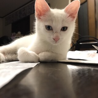 奇跡の白猫くんはオッドアイ