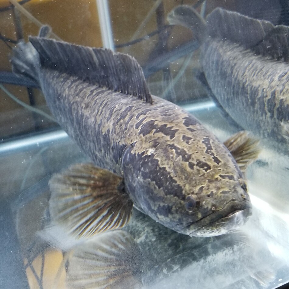 魚雷のカバー写真