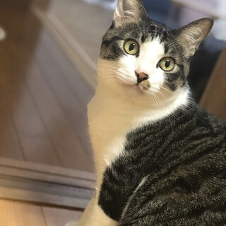 11/21譲渡会参加面倒見の良い兄貴分の優しい子