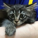 里親決定。ふわ毛のキャサリンちゃん2ヶ月