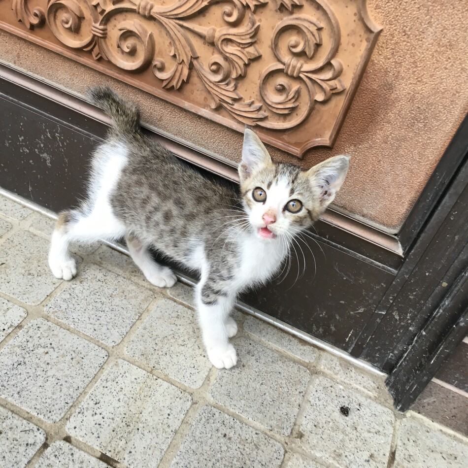 うずらのカバー写真