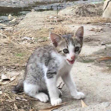 顔は可愛いより美人さんです。
