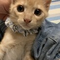 【甘えん坊兄弟！】元気な男の子【二ヶ月くらい】