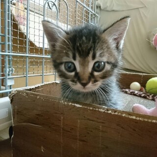 生後1ヶ月の可愛い子猫たち、兄弟妹で譲渡希望