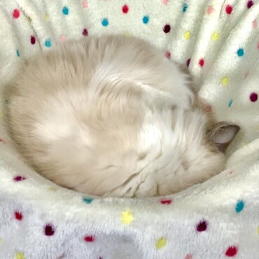 お昼寝の時間が増えてきたEVEちゃん❤︎