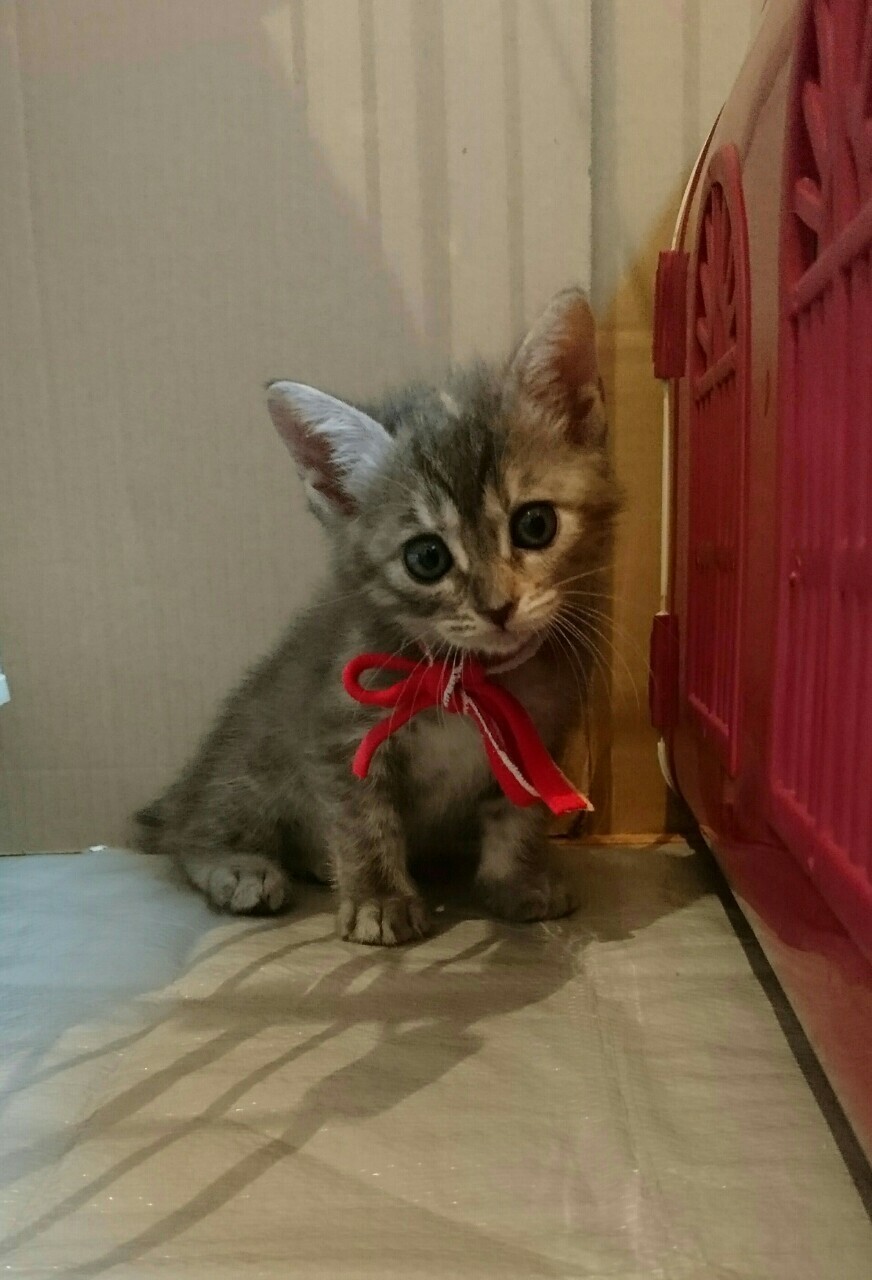 生後1ヶ月の可愛い子猫た 東京都 猫の里親募集 ペットのおうち 月間利用者150万人